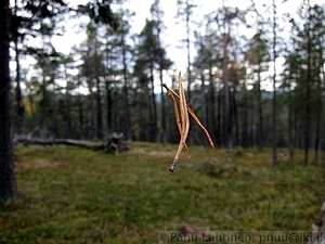 Neulaset ilmassa