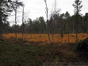 Suoheinikkoa 1