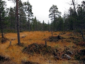 Suoheinikkoa 2