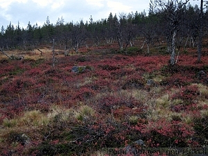 Suovarvikkoa