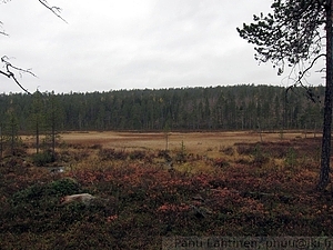 Ruskainen suo