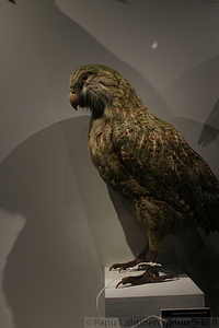 Kakapo