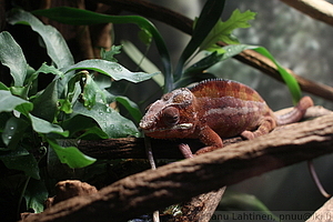 Kameleontti