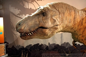 13 - Tyrannosaurus rex 1