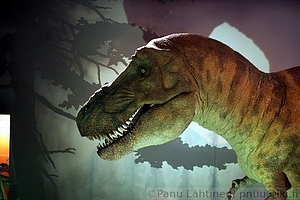 14 - Tyrannosaurus rex 2