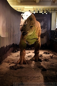 15 - Tyrannosaurus rex 3