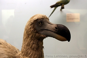 20 - Dodo