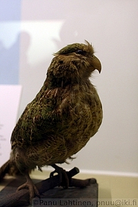 21 - Kakapo