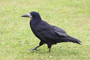 24 - Corvus frugilegus - Mustavaris