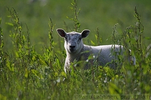 58 - Lammas Bowmoressa