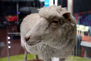 78 - Dolly