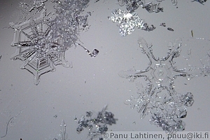 Snow flake 01