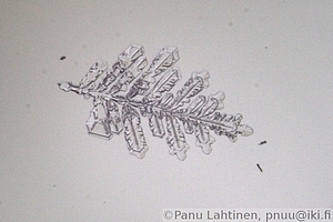 Snow flake 02