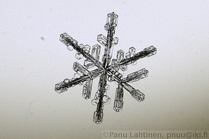 Snow flake 10