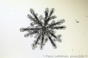 Snow flake 11