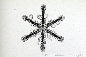 Snow flake 12