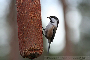 Parus cinctus - Lapintiainen
