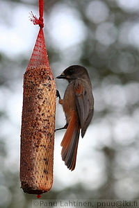Perisoreus infaustus - Kuukkeli