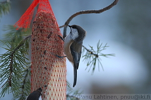 Parus cinctus - Lapintiainen