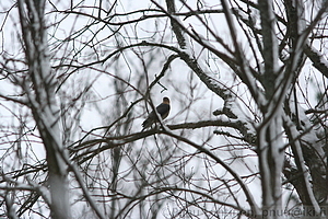 Accipiter nisus - Varpushaukka