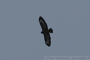 Buteo buteo - Hiirihaukka