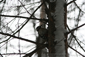Dendrocopos major - Kapytikka
