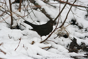 Turdus merula - Mustarastas