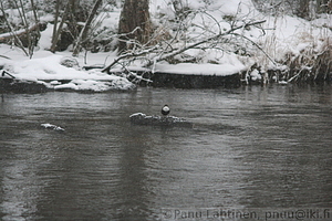 Cinclus cinclus - Koskikara 2