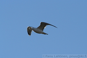 Larus argentatus - Harmaalokki