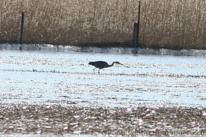 Ardea cinerea - Harmaahaikara