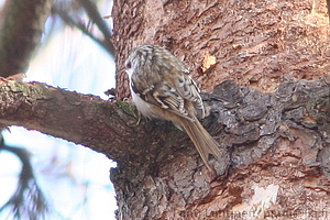Certhia familiaris - Puukiipija