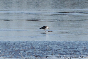 Larus marinus - Merilokki ja lahna