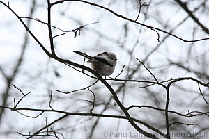 Aegithalos caudatus - Pyrstotiainen