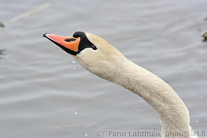 Cygnus olor - Kyhmyjoutsen