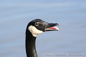 Branta canadensis - Kanadanhanhi