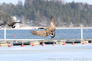 Branta canadensis - Kanadanhanhi 2
