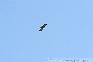 Haliaeetus albicilla - Merikotka