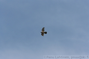 Accipiter gentilis - Kanahaukka 1