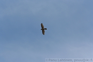 Accipiter gentilis - Kanahaukka 2