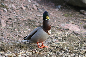 Anas platyrhynchos - Sinisorsa