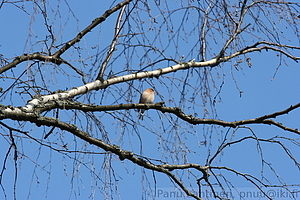 Fringilla coelebs - Peippo