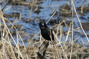 Sturnus vulgaris - Kottarainen