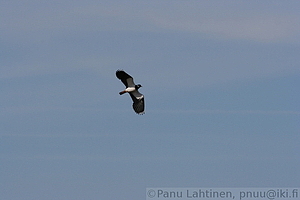 Vanellus vanellus - Toyhtohyyppa