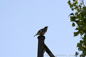 Garrulus glandarius - Narhi
