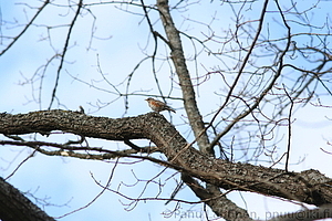 Turdus iliacus - Punakylkirastas