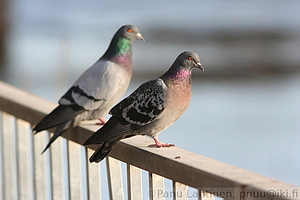 Columba livia domesticus - Kesykyyhky