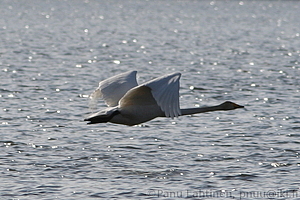 Cygnus cygnus - Laulujoutsen 1