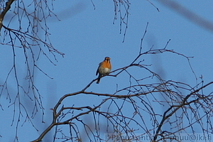 Erithacus rubecula - Punarinta