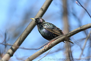 Sturnus vulgaris - Kottarainen
