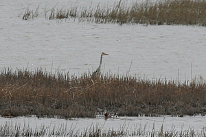 Ardea cinerea - Harmaahaikara